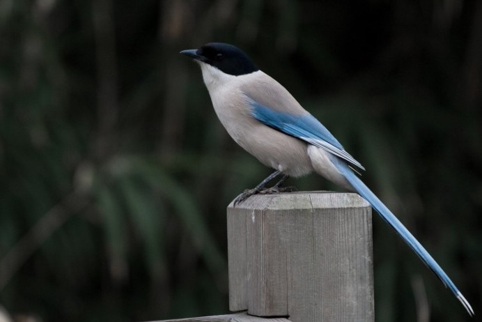 Cyanopica Cyana