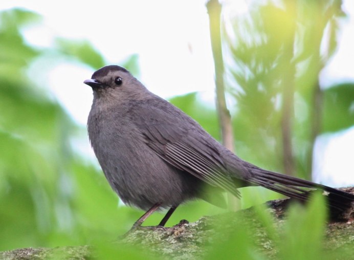 Gray Catbird птица