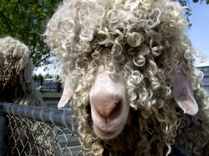Кучерявый баран