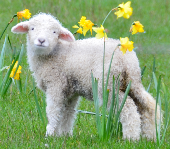 Овца смешная