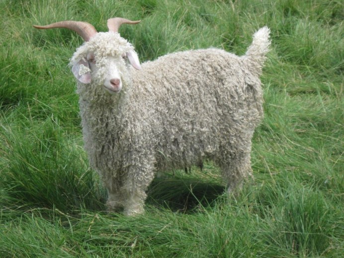 Баран с кудрями