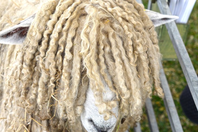 Кудрявая маленькая Овечка