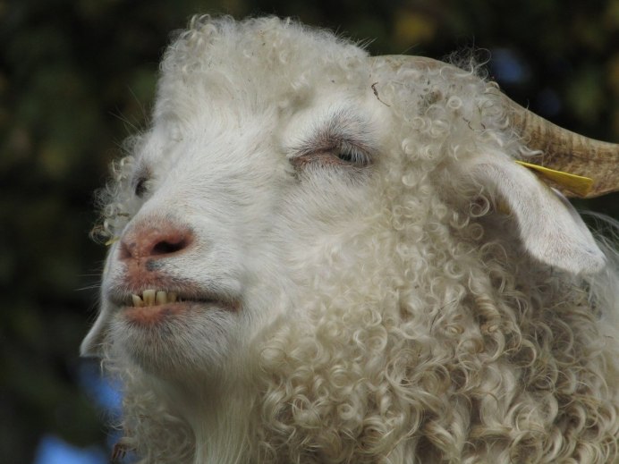 Кашемировая овца