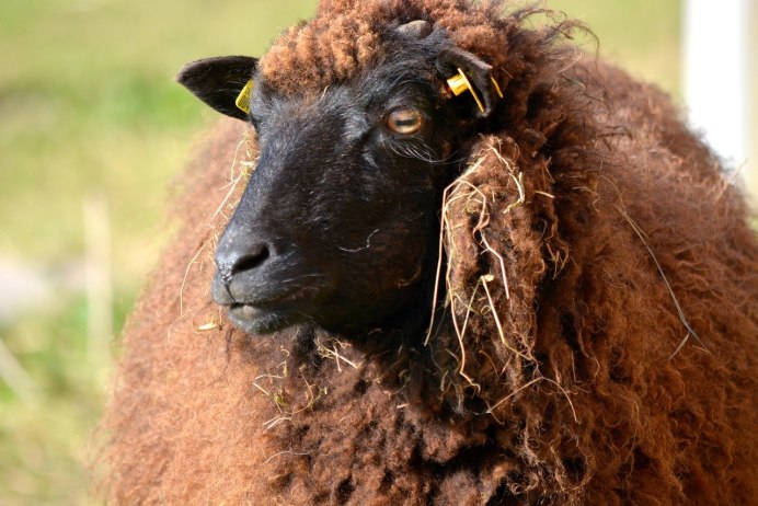 Овца Тоскана черная