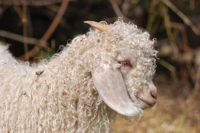 Овечка кучеряшка