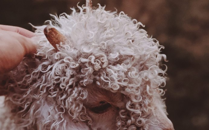 Кудрявые свиньи мангалица