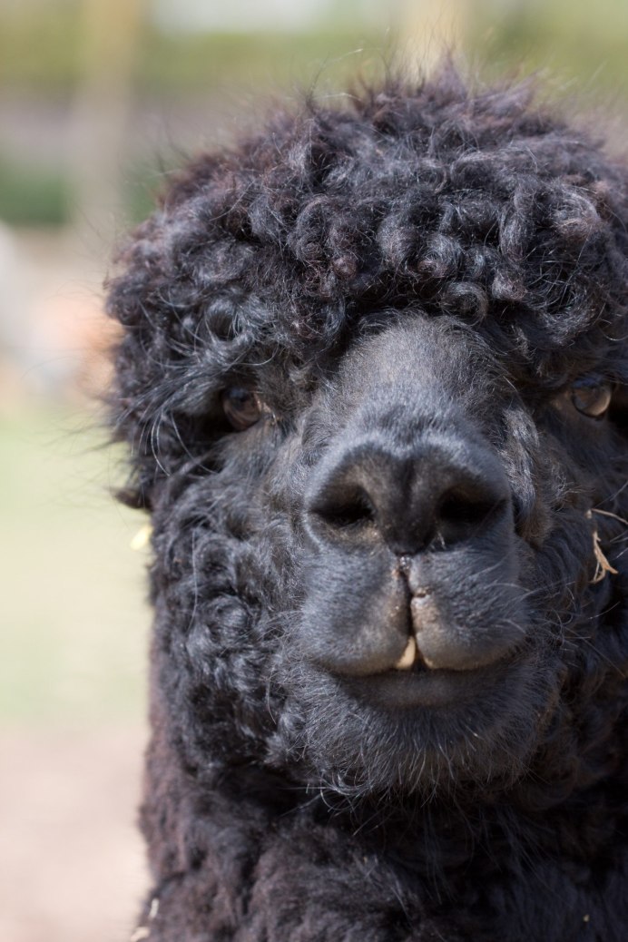 Милый ягнёнок