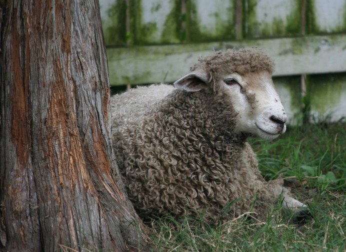 Альпака лапы