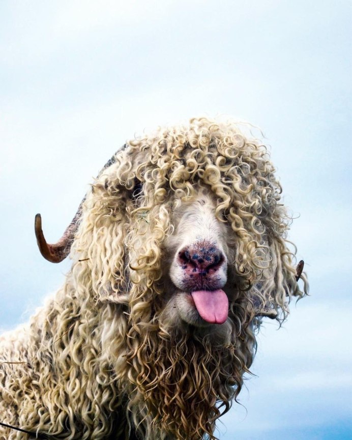 Кудрявые животные