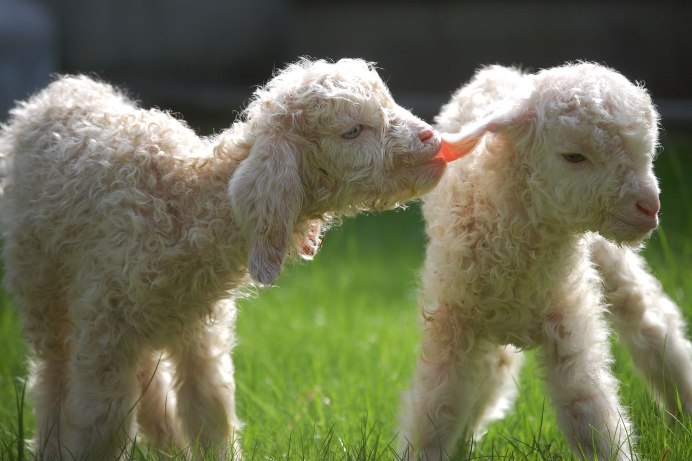 Черная овца