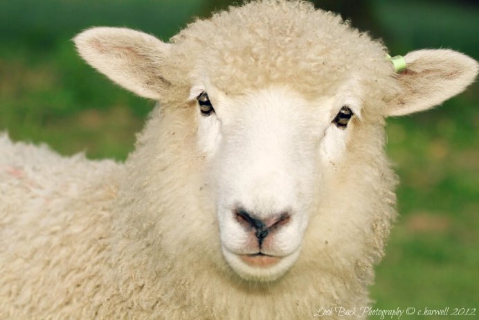 Ангорская коза мохер