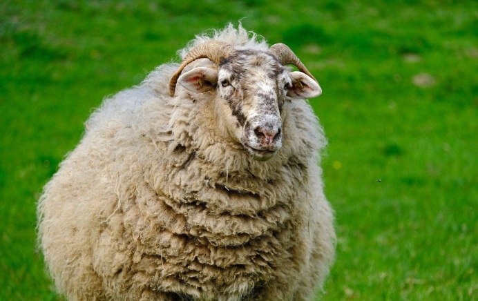 Овца смешная