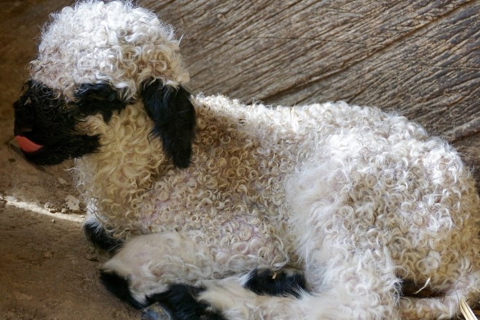 Мутон барашек