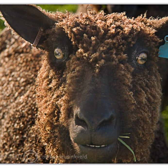 Голубой Тексель овцы