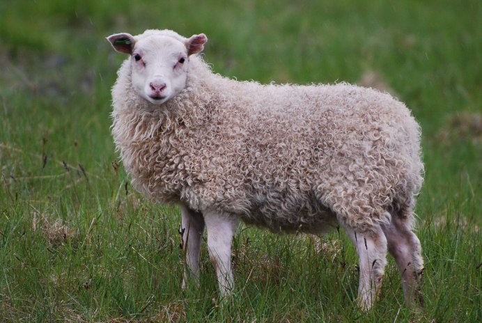 Овцы породы Вале-Блэкноз