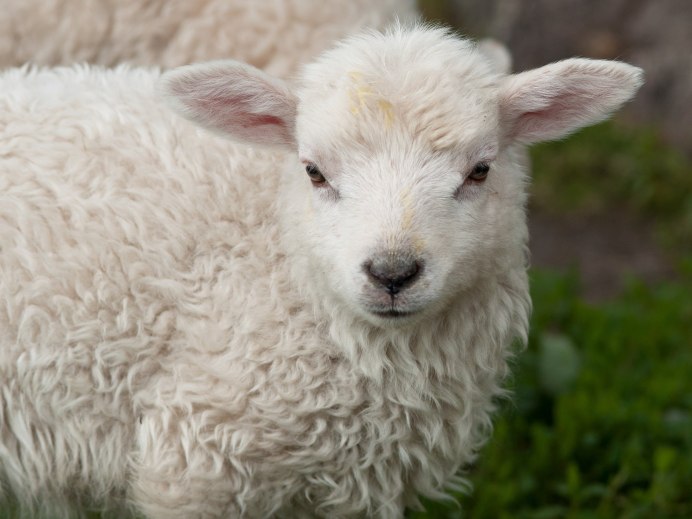 Овечка породы Керли