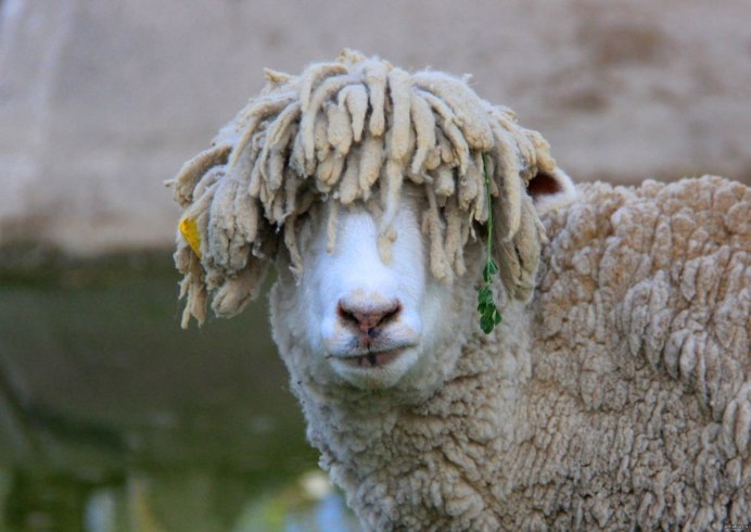 Ангорская овца