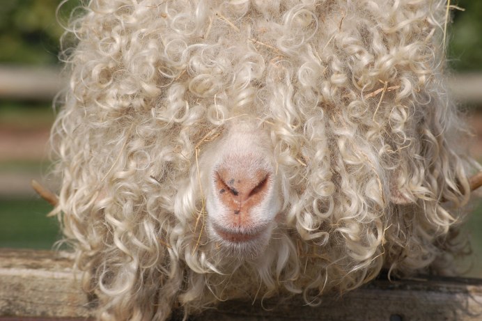 Кудрявая лама