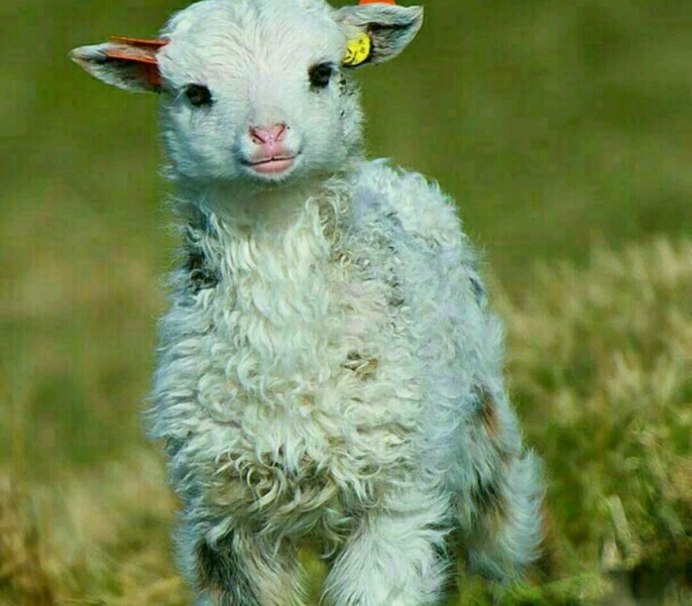 Кашмирская порода коз