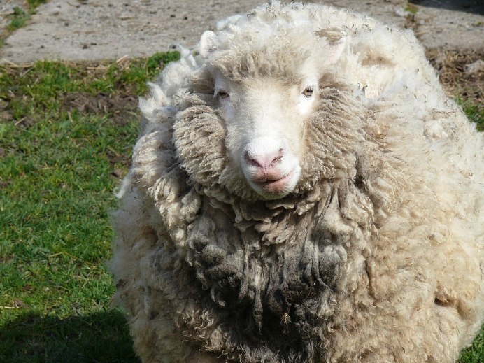 Стрижка ламы альпаки