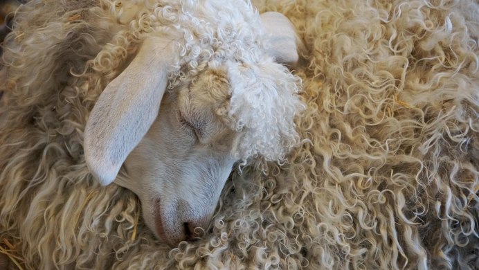 Морда барана