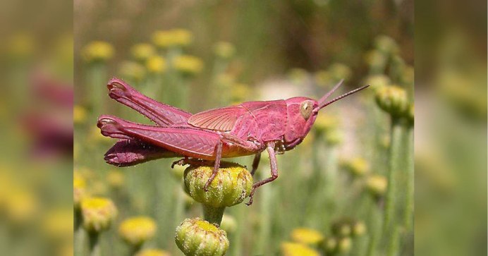 Радужный кузнечик Dactylotum bicolor