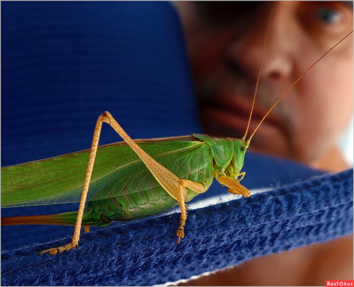 Радужный кузнечик Dactylotum bicolor