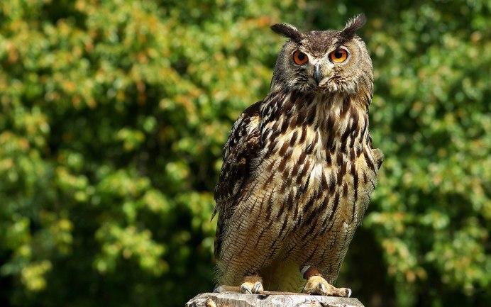 Кроличий Сыч Athene cunicularia