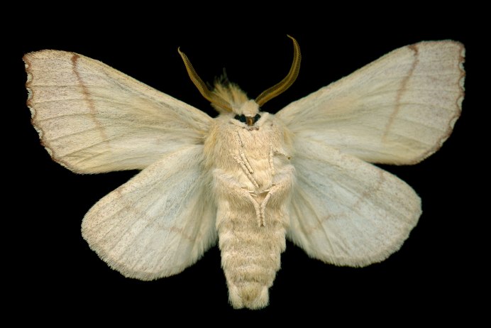 Платяная моль (Tineola bisselliella)