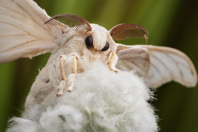 Моль Шубная (Tinea pellionella)