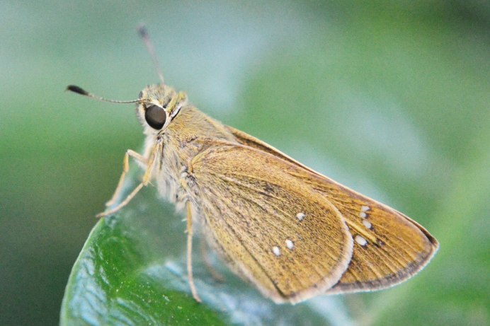 Платяная моль (Tineola bisselliella)