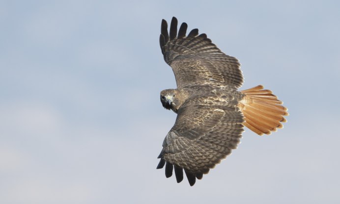 Red tailed Hawk птица