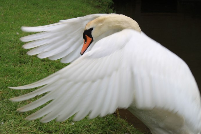 Белоголовый Орлан чёрно-белая