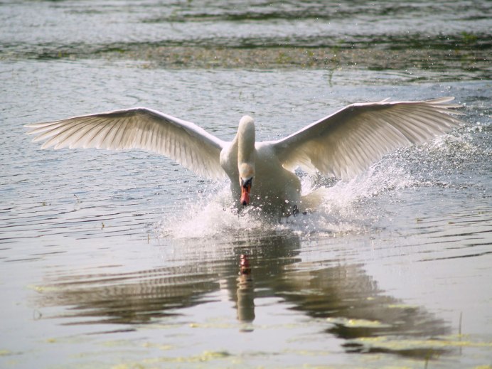 Лебеди летят