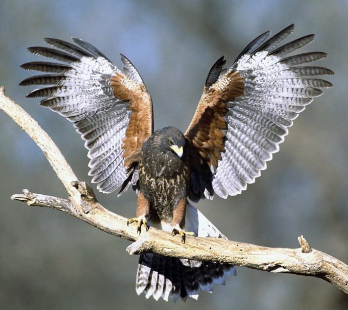 Голубь в полете