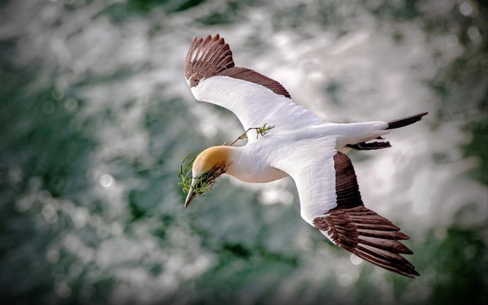 Птицы Греции