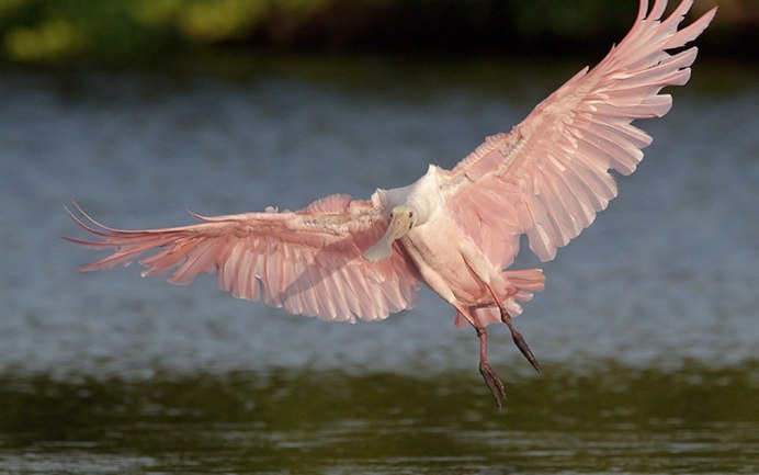 Красивые Крылья птиц