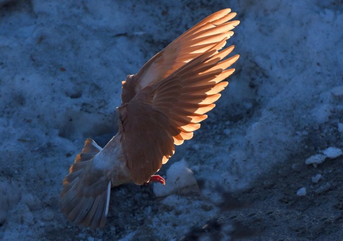 Крылышки РАСПРАВЛЕННЫЕ