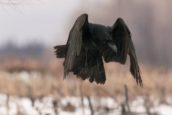 Птица в полете
