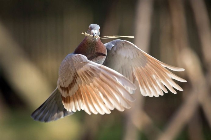 Горлица обыкновенная летит