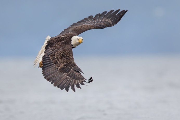 Крылья в полете