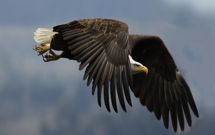 Птица без крыльев