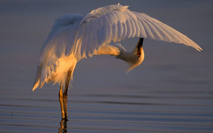 Птица с расправленными крыльями