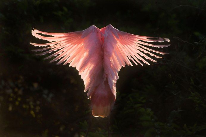 Красивые Крылья