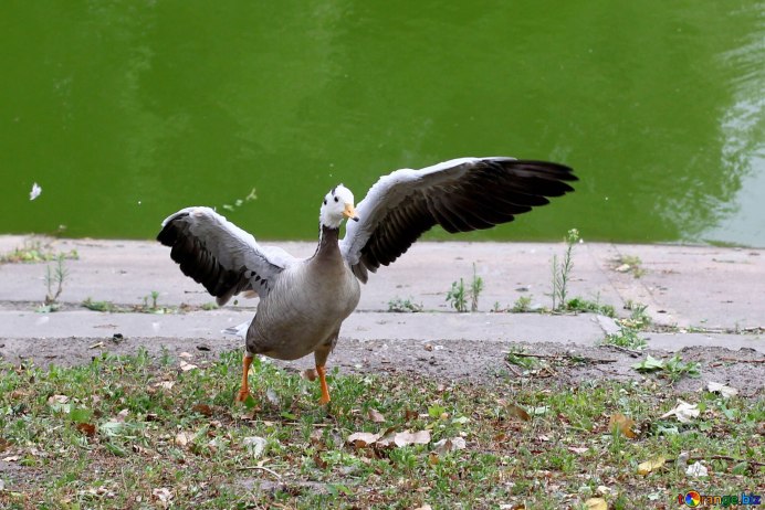 Птица которая рождается с одним крылом