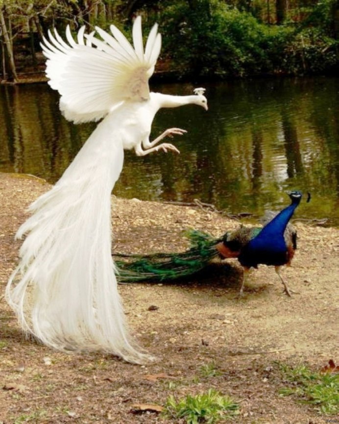 Красивые Крылья птиц