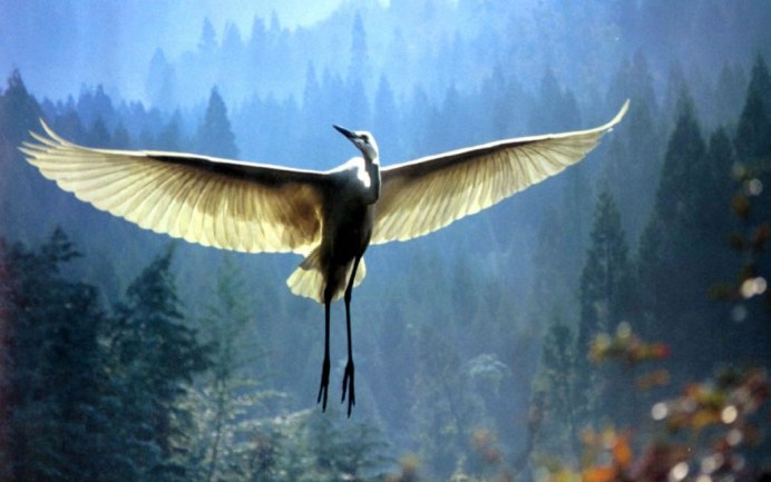 Девушка с крыльями птицы