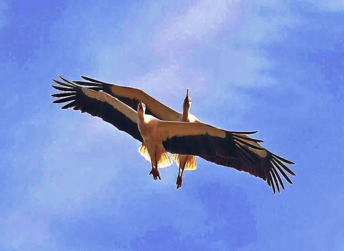 Птица в полете