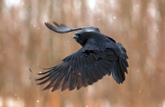 Аист в небе