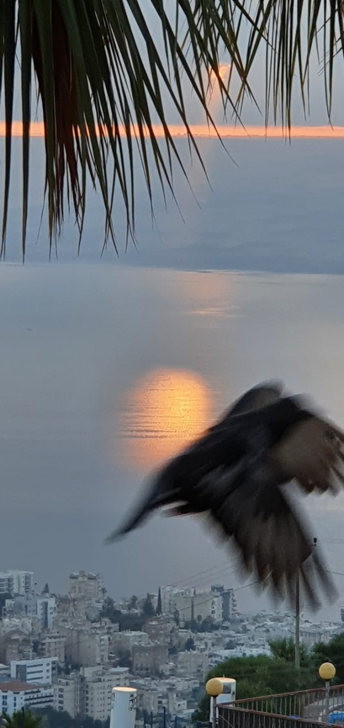 Ворон атакует